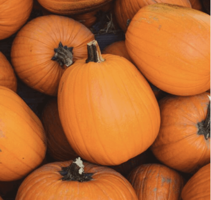 Pumpkin Week at Jo’s and The Sisters