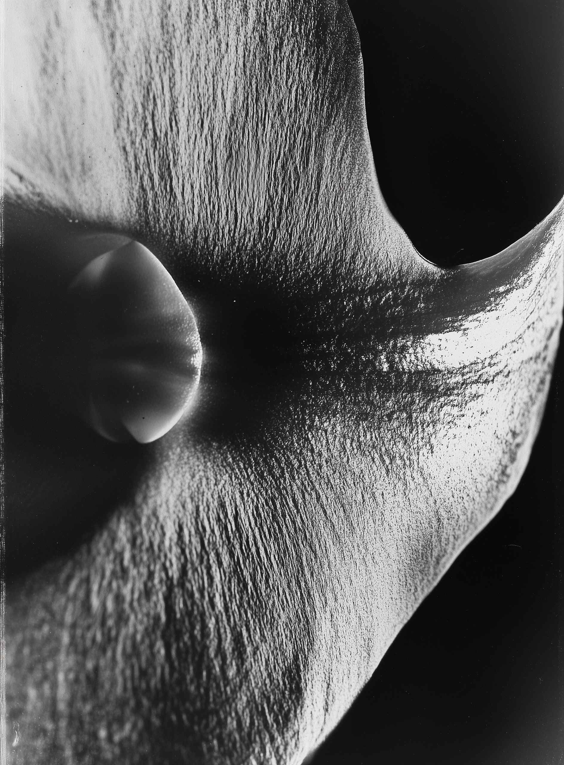 Abstract close-up of textured, curved petal