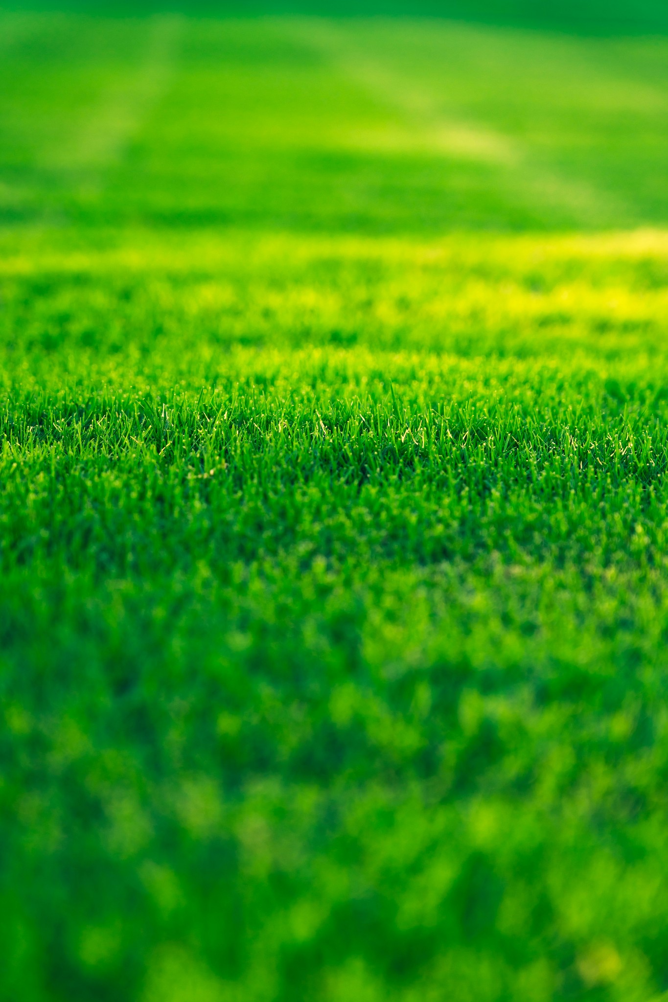 a field of green grass with a blurry background