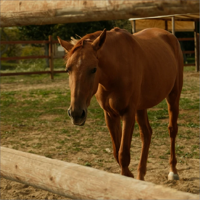 a brown horse standing next to a fence