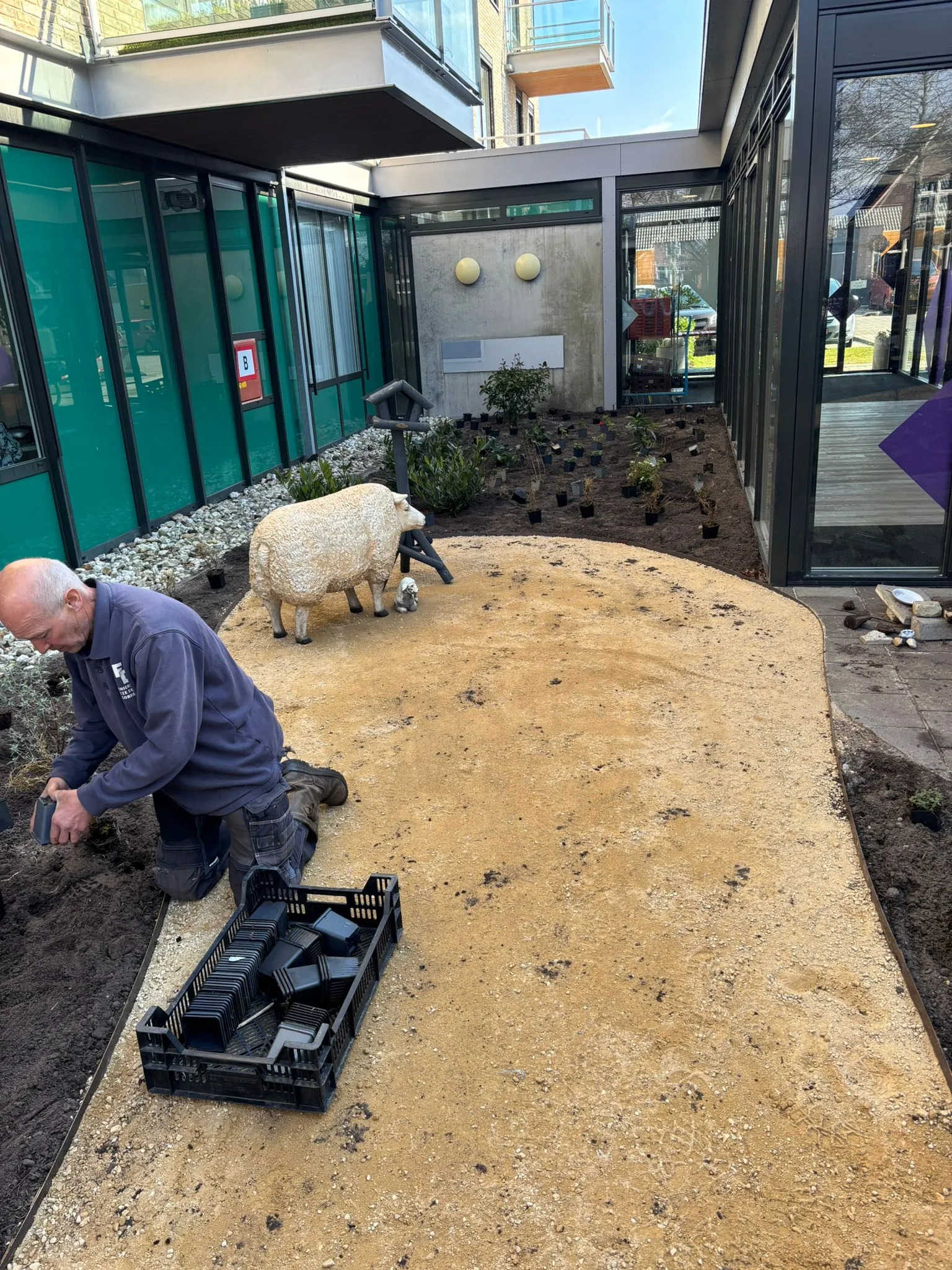 Hovenier plant jonge planten langs een slingerend pad van geel zand tussen gebouwen bij zorglocatie Voltawerk in Gorredijk.