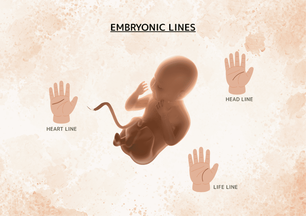 Embryonic Lines in Palmistry