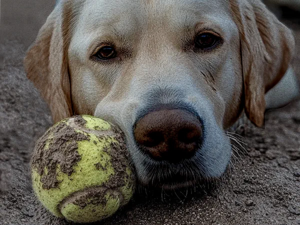 A yellow labrador relaxes on the ground with a mud covered tennis ball