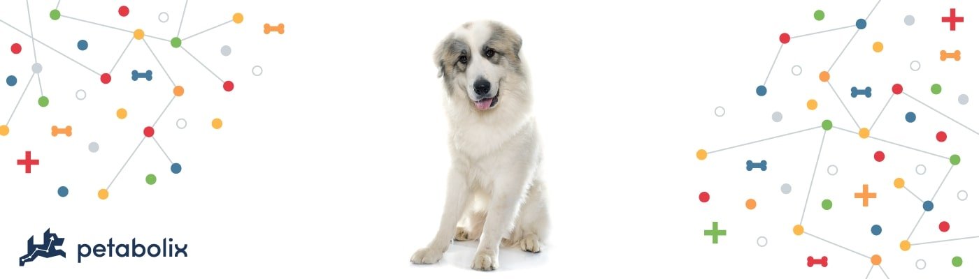 Great Pyrenees image