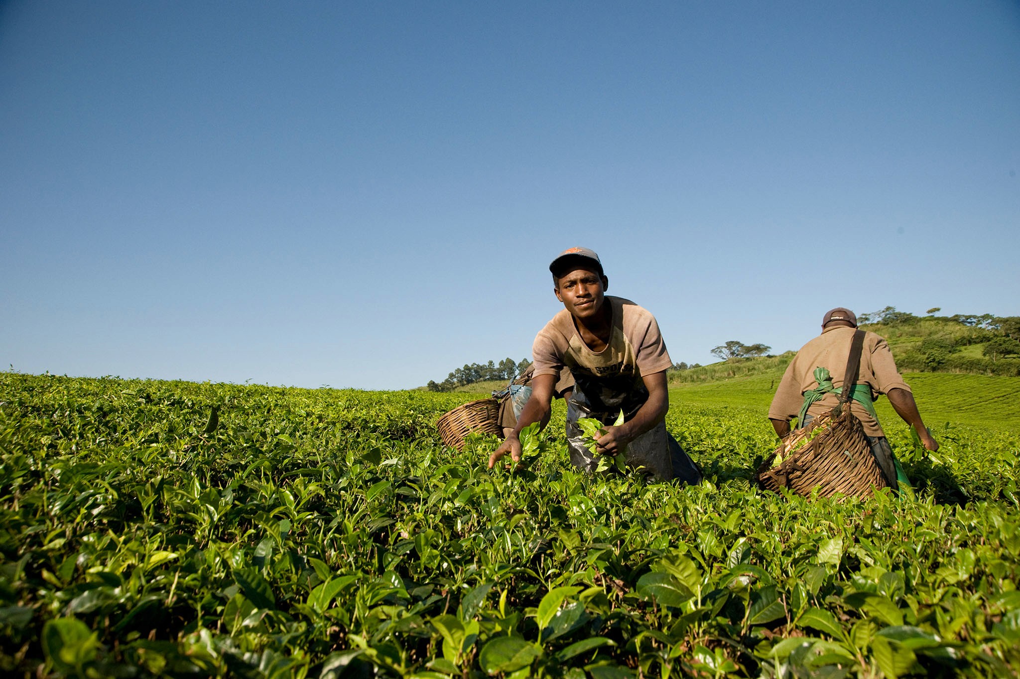 Community members harvesting tea leaves in an estate in the neighborhood of Kibale Forest