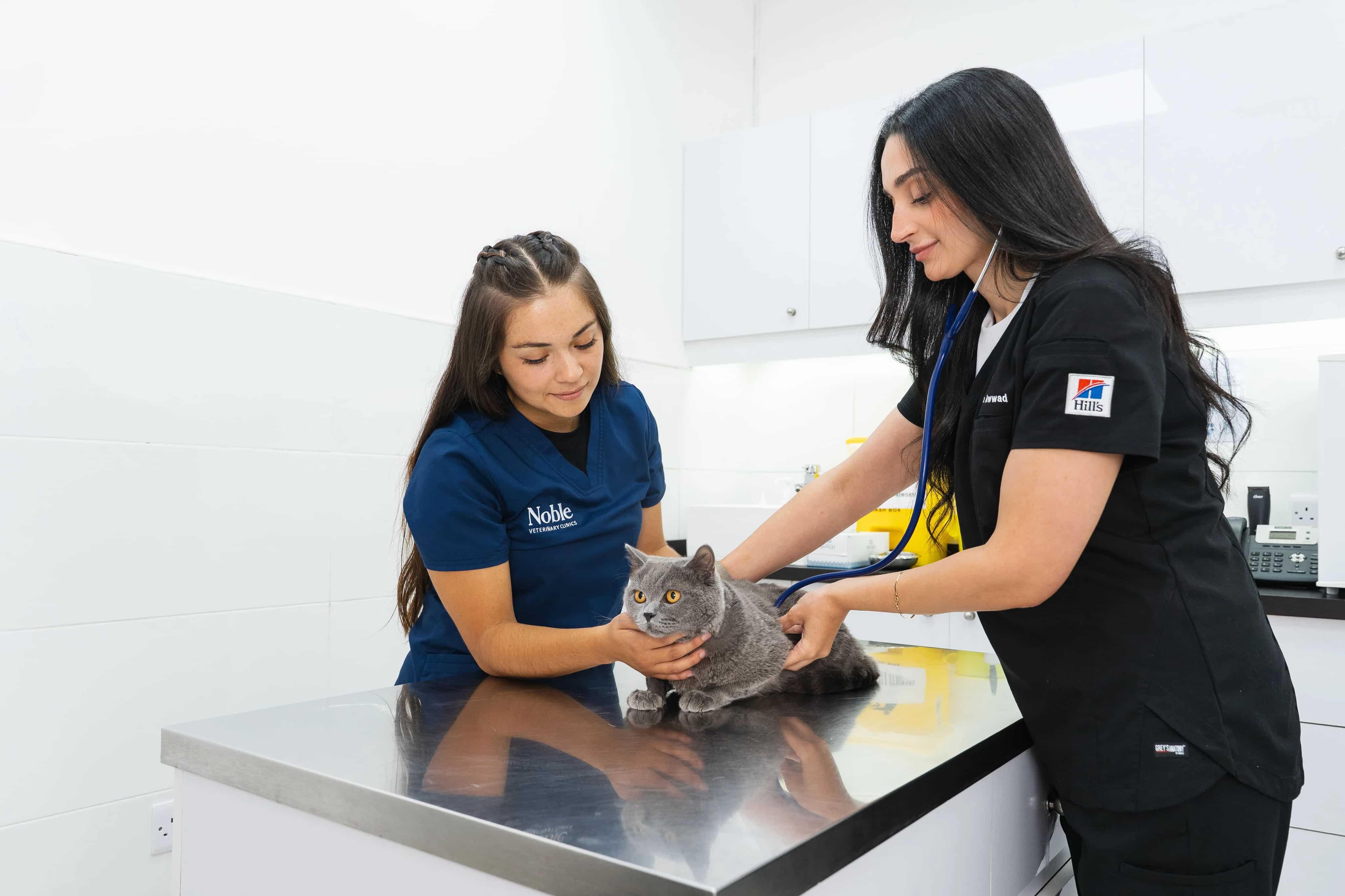 A veterinarian is checking a gray cat's condition while another vet is holding it gently.