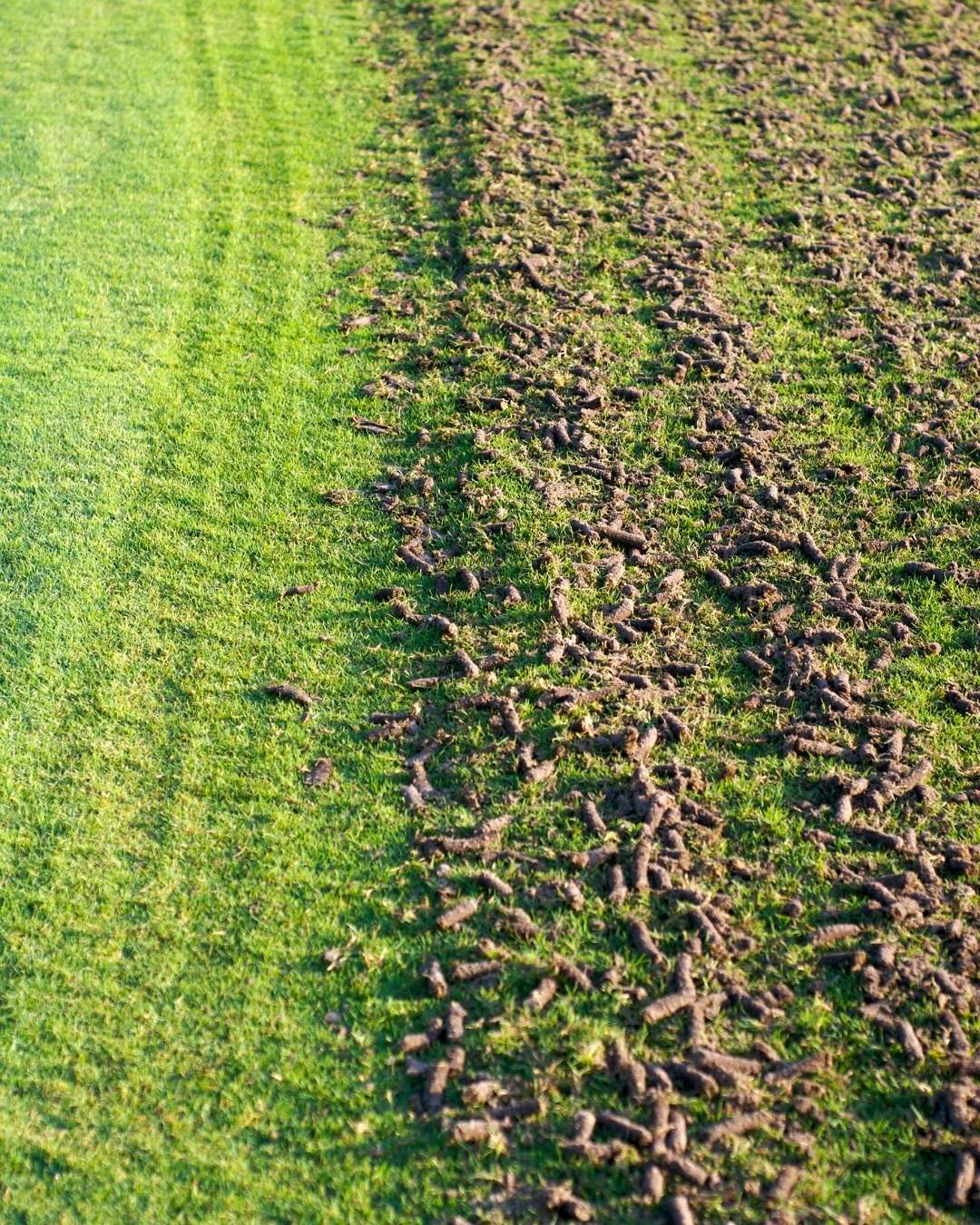 How Can We Help With Residential Lawn Aeration