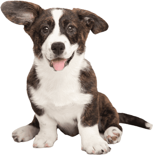 Clean, happy puppy ready for pickup after a refreshing session of pet grooming Dubai.