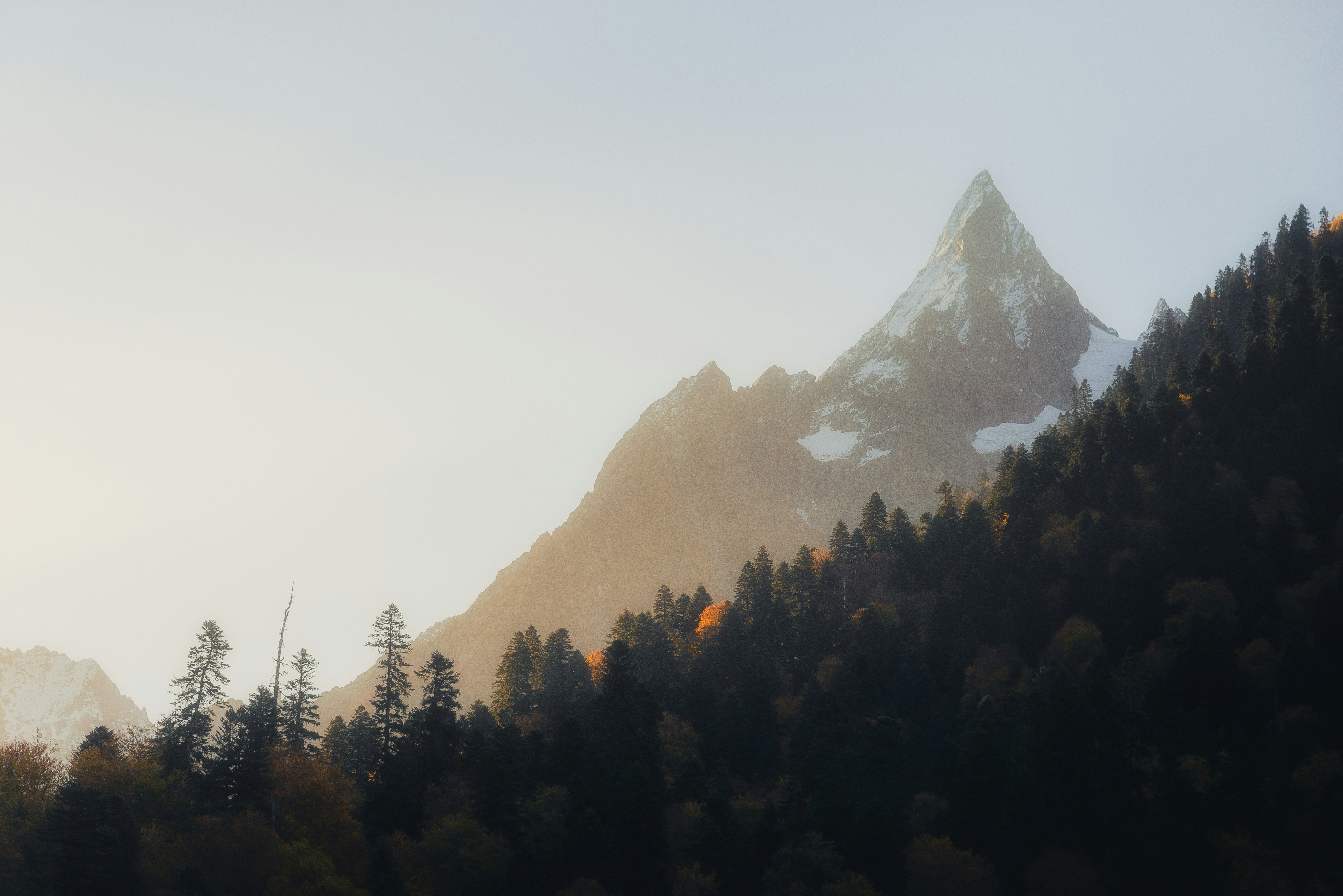 Snow-capped mountain peak behind evergreen forest at sunrise.
