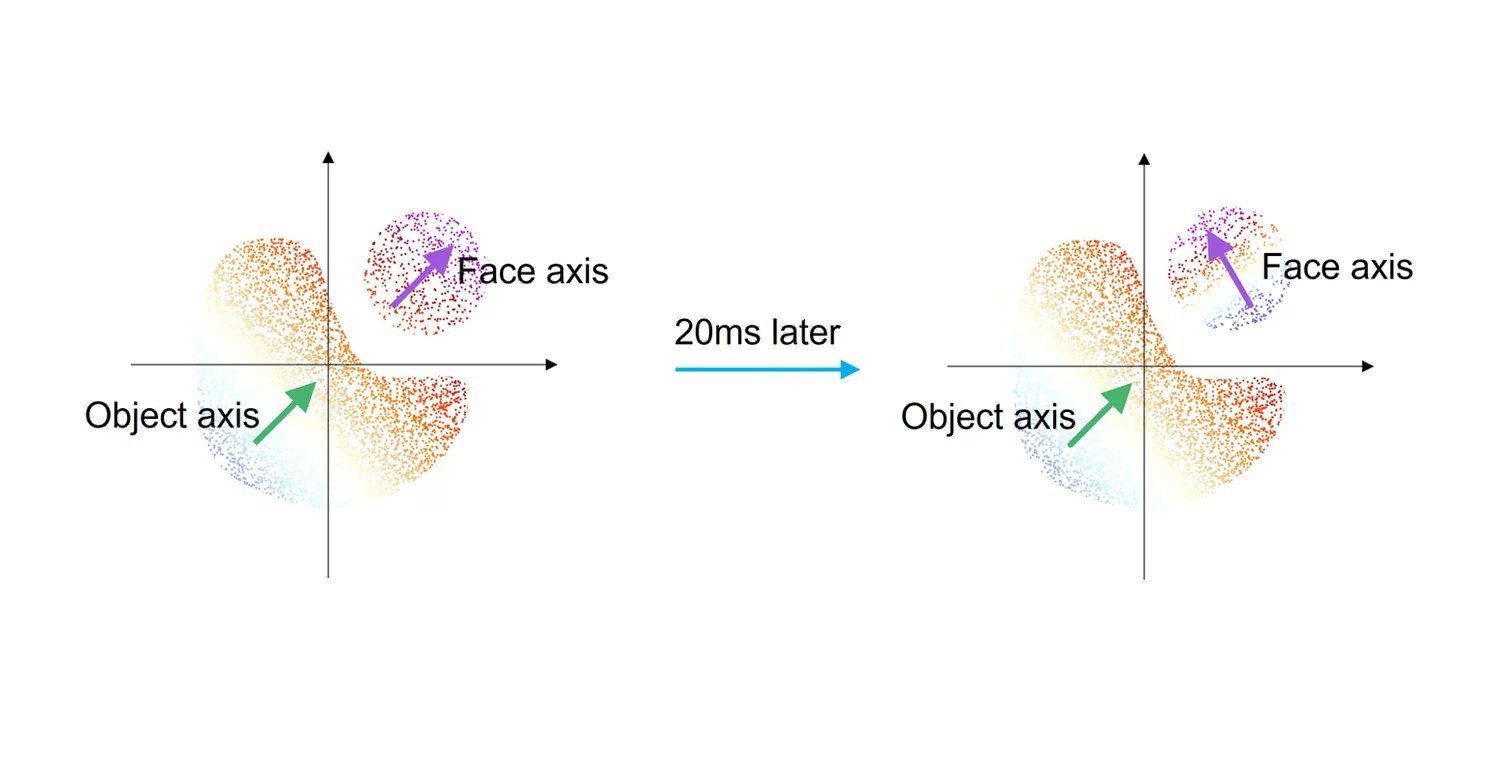 Fixed or Flexible? Study Shows Vision-Related Neurons Can Rapidly