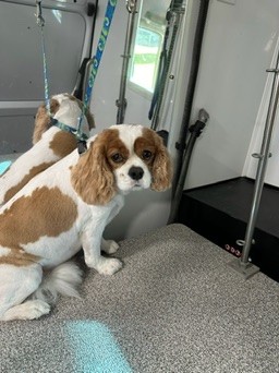 Cavalier King Charles Spaniel with groomed double coat in mobile grooming van, Huntersville Charlotte