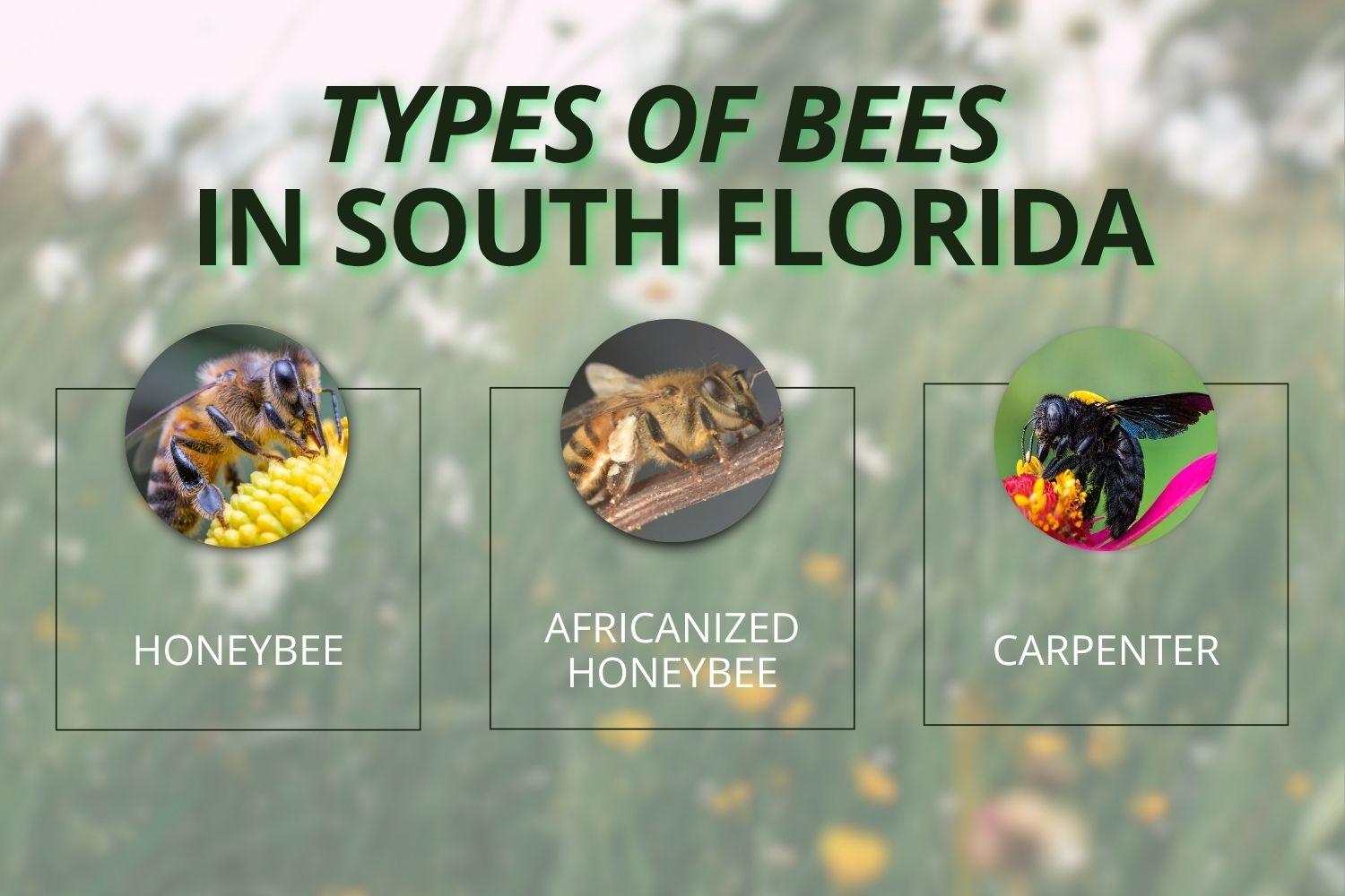 Infographic titled "Types of Bees in South Florida" displaying labeled circular photos of a Honeybee, Africanized Honeybee, and Carpenter bee.