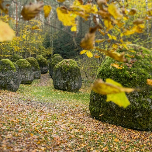 Large moss-covered rocks in a forest clearing surrounded by autumn foliage and fallen leaves.