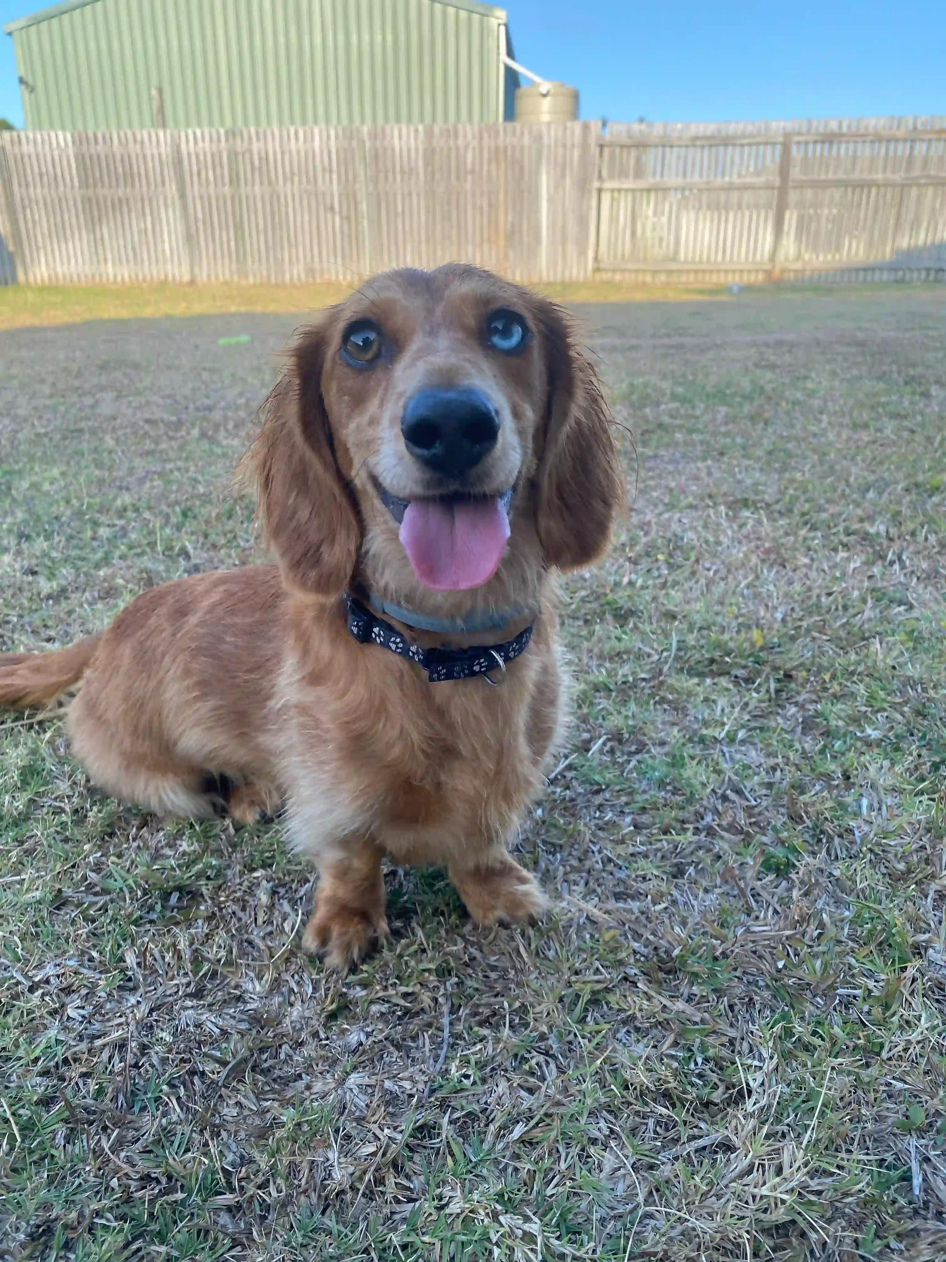 Malcom happy with the best pet inusrance