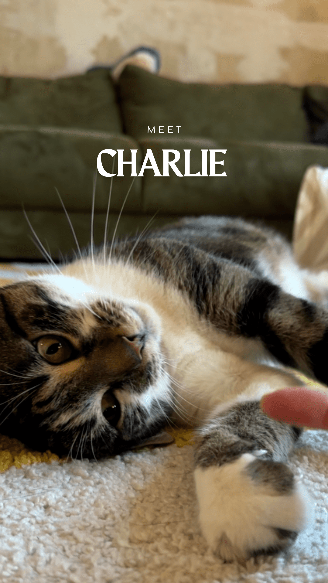 Charlie - sitmycat katzensitter hamburg 