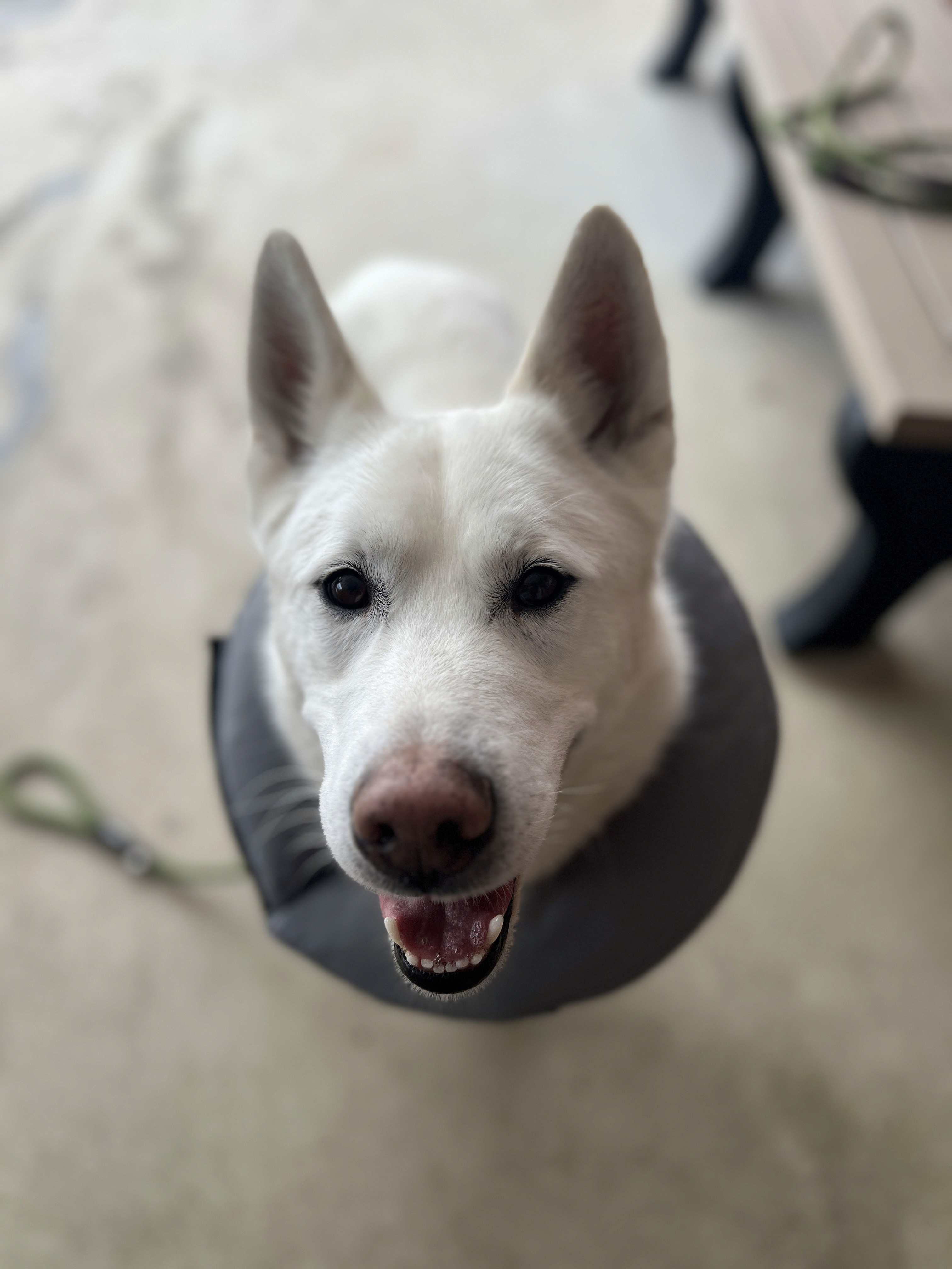shallow focus photo of woman touching long-coated black and brown dog