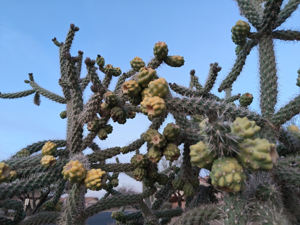 Nothing Phone(4a) Pro - Main Lens