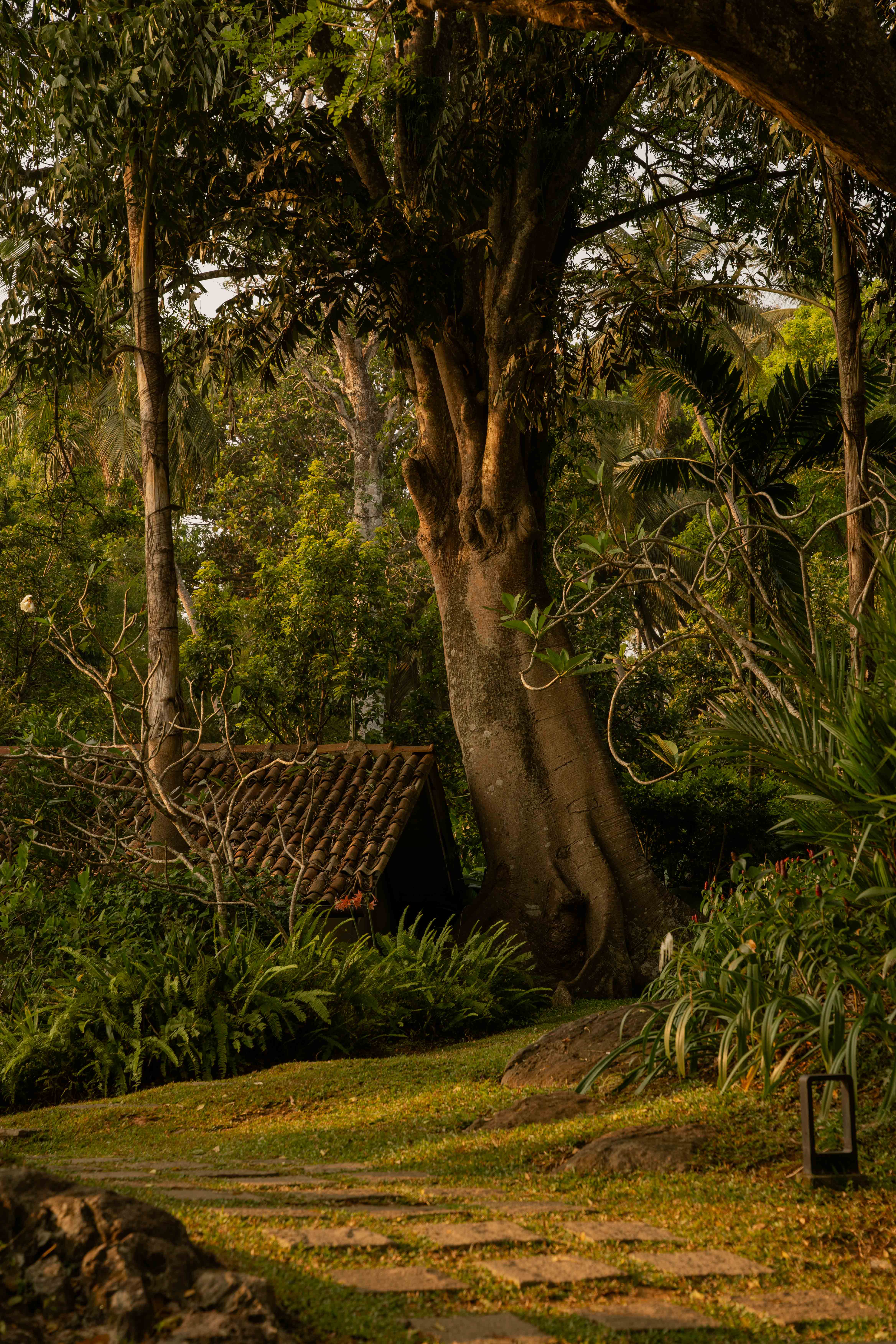 Big tree in the jungle