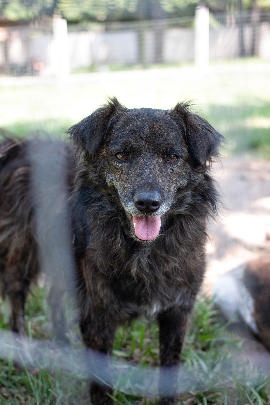 Dog photo