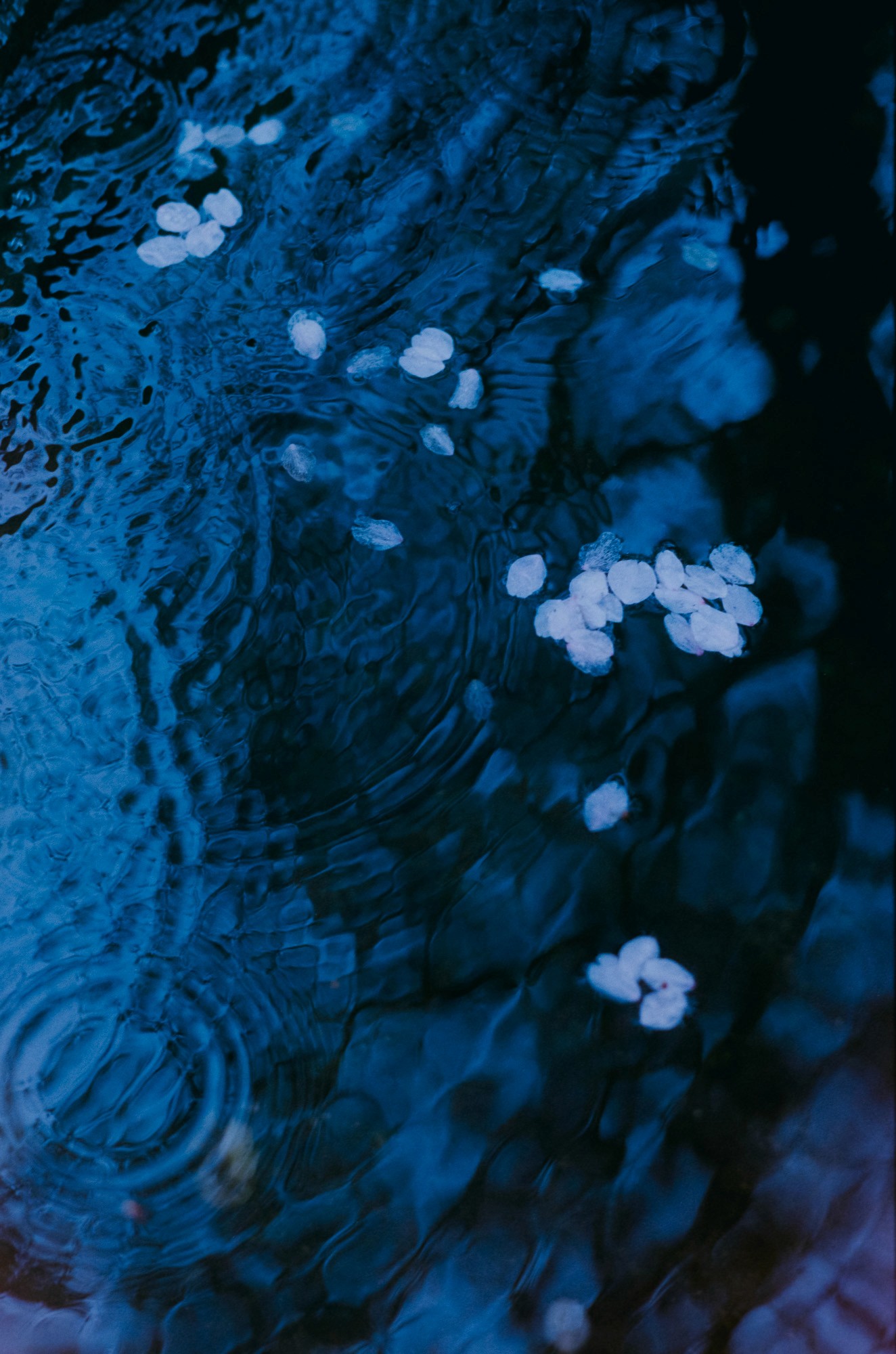 Taisei Matsumoto, index photograph 18