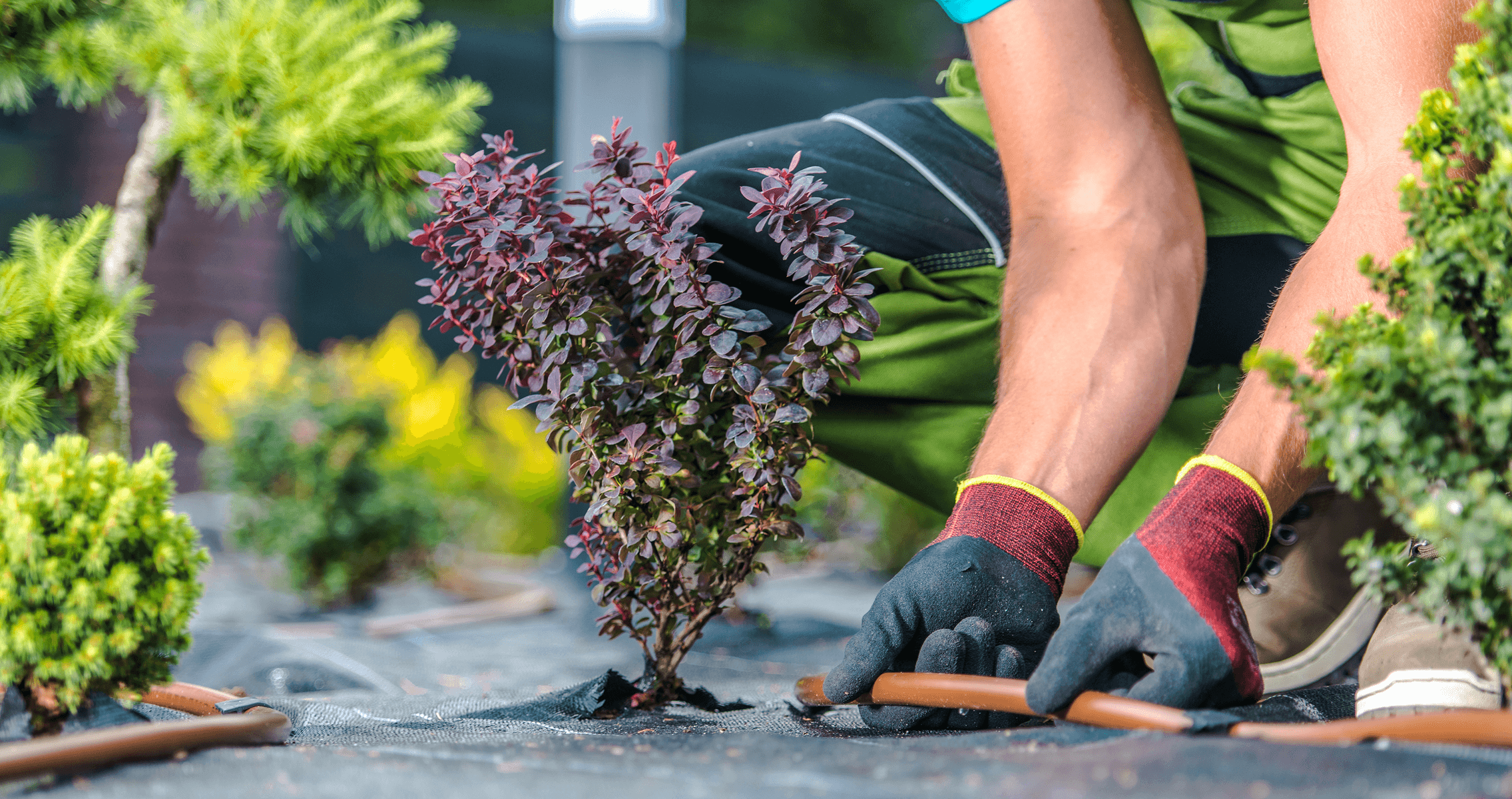 Gardening Image