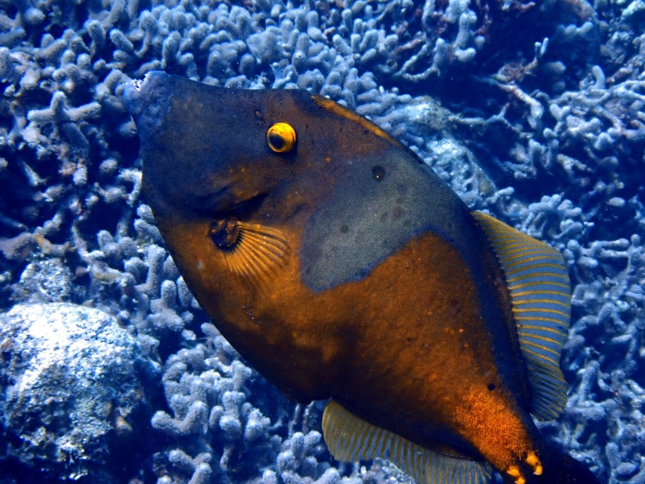 Coach explaining stuff to an athlete