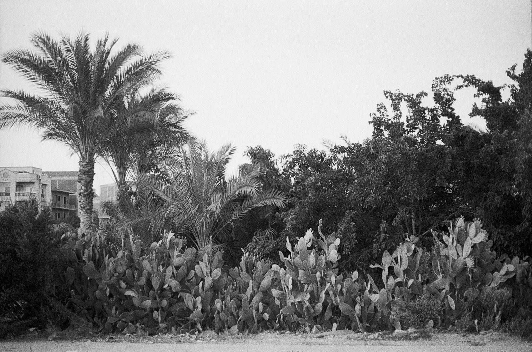 Palms and Prickly Pear