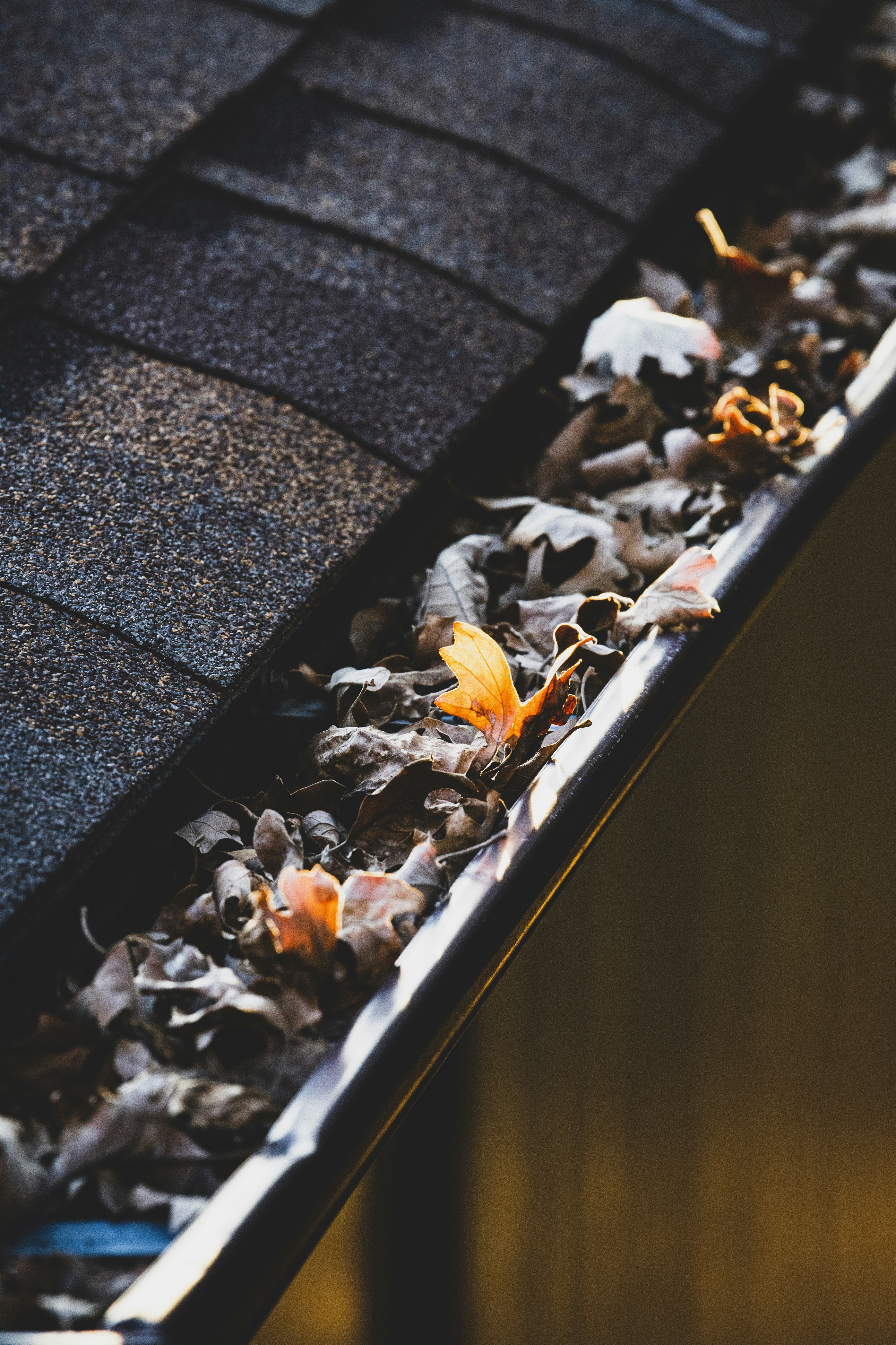 a-group-of-bees-on-a-wood-surface - jon-sailer (unsplash)./pho