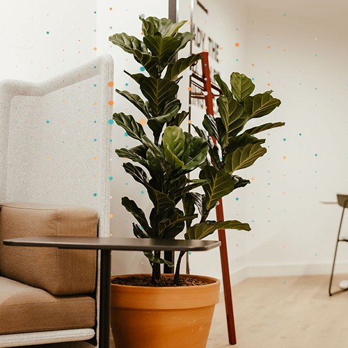 plant growing in lean tree office