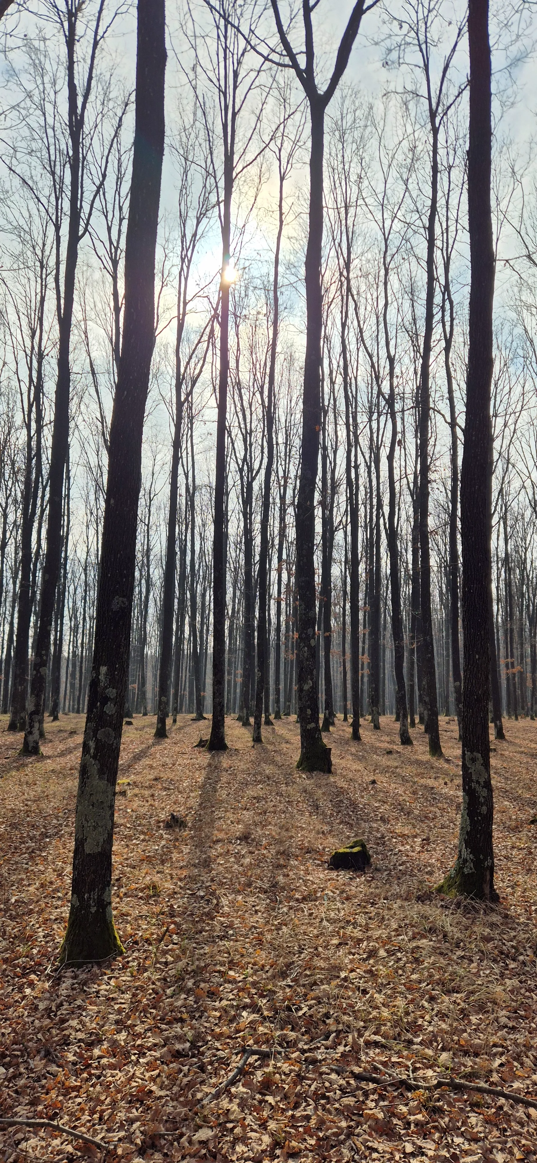 Woman In The Glass Way