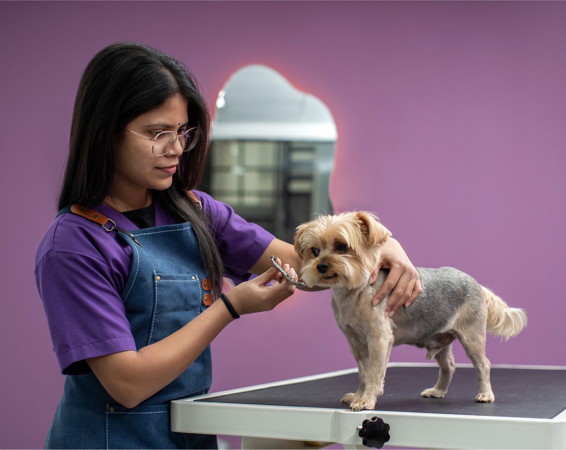 pet salon pawstreet