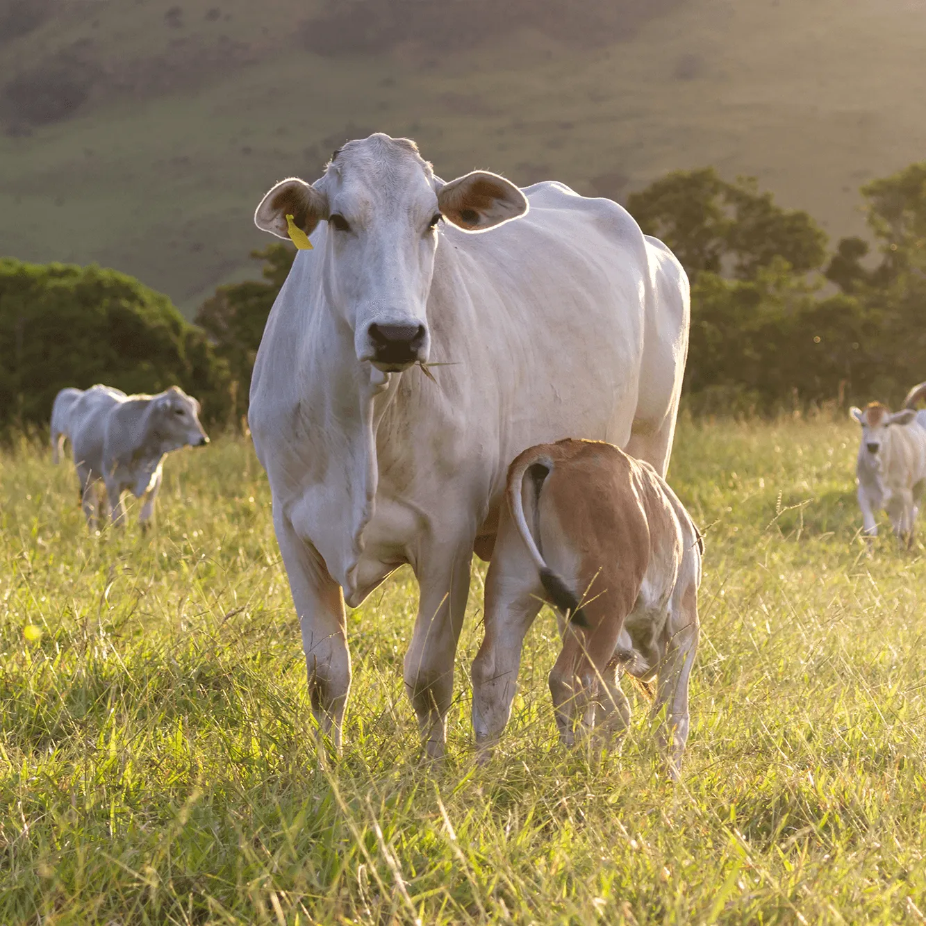 vaca con su ternero sano vitaminado en el campo