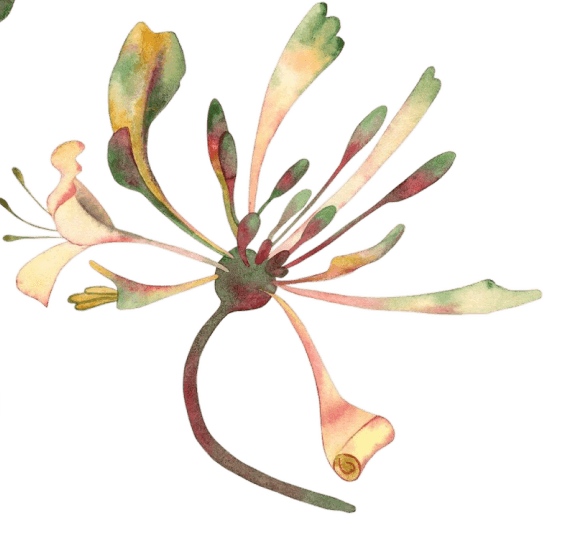 A botanical illustration of a green herb with deep purple seeds, symbolizing the natural and Ayurvedic essence of Au Revoir Wellness Resort, which promotes holistic healing and well-being through nature-inspired therapies.