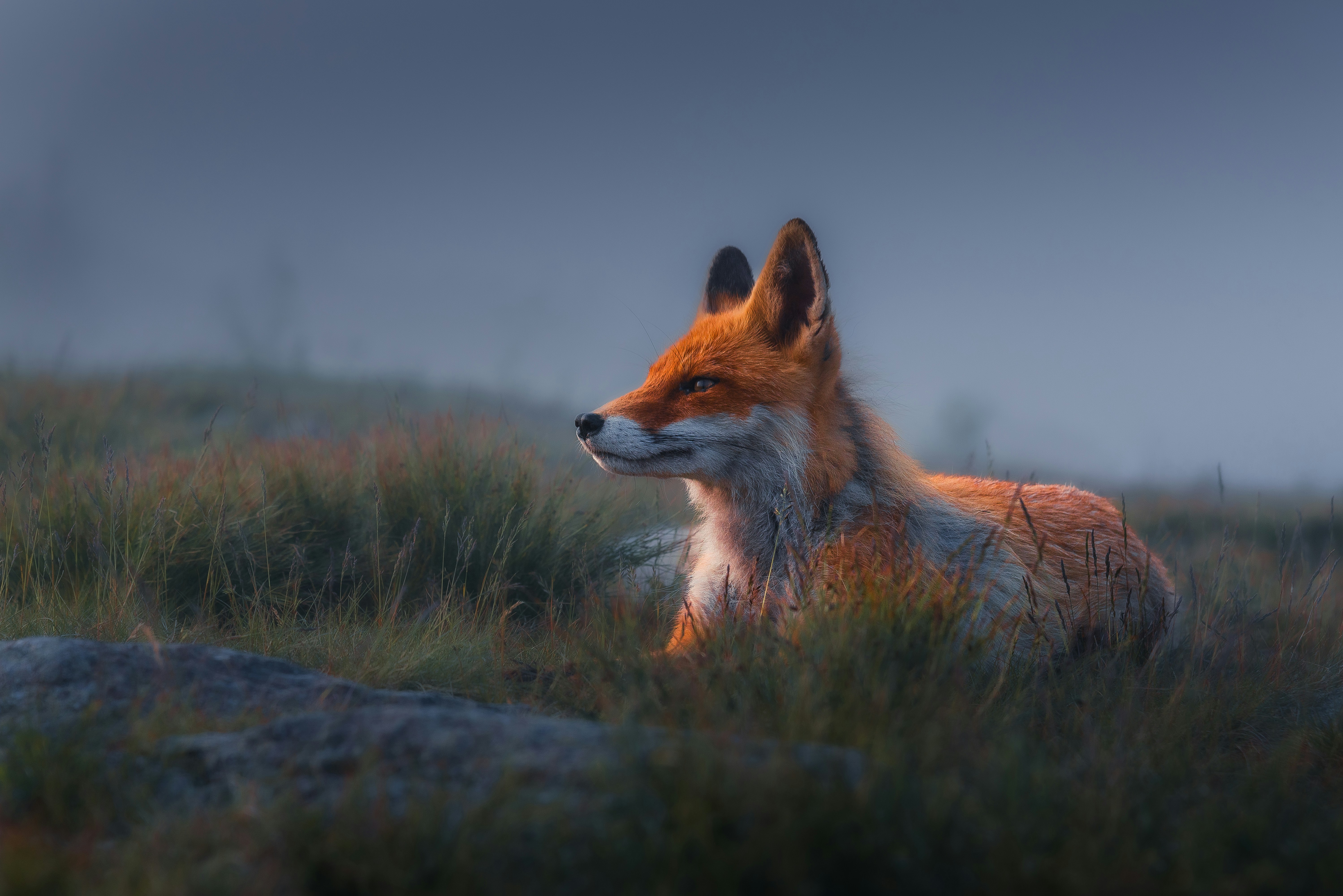A fox rests in tall grass at dawn.