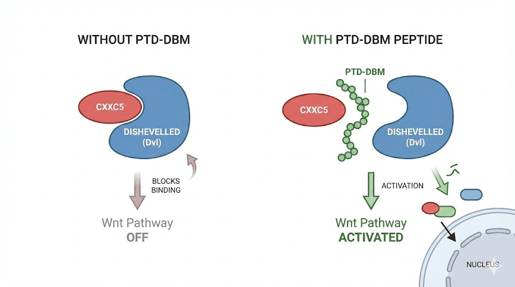PTD-DBM peptide mechanism blocking CXXC5 Dishevelled interaction in hair follicle