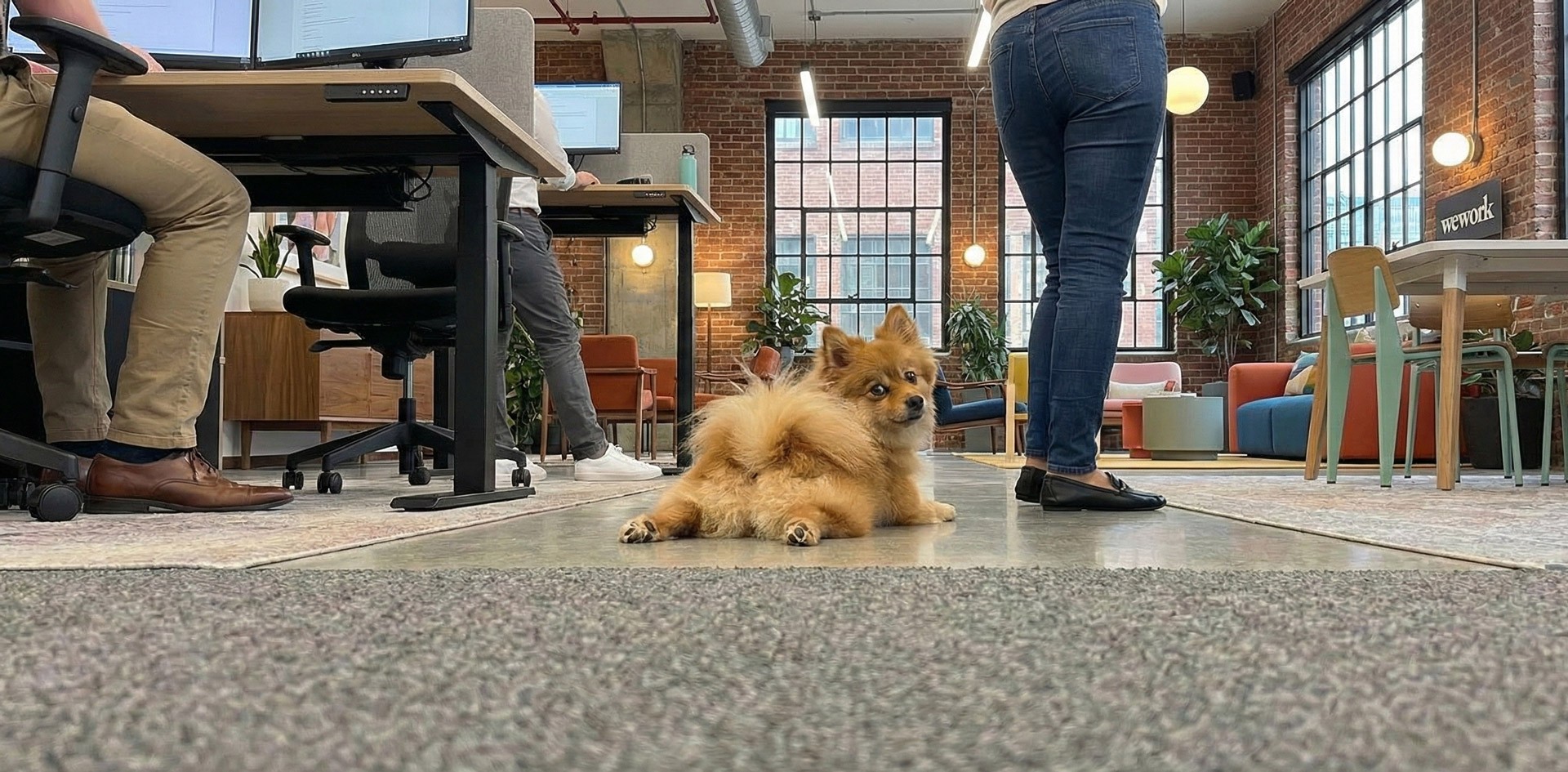 Pomeranian dog lying in a modern office space with people working at desks.