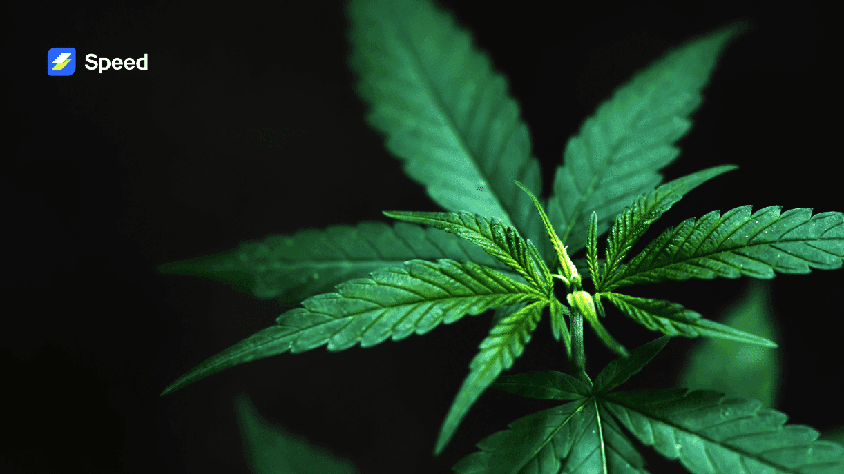 Cryptocurrency Offers the Cannabis Industry An Alternative to Banks