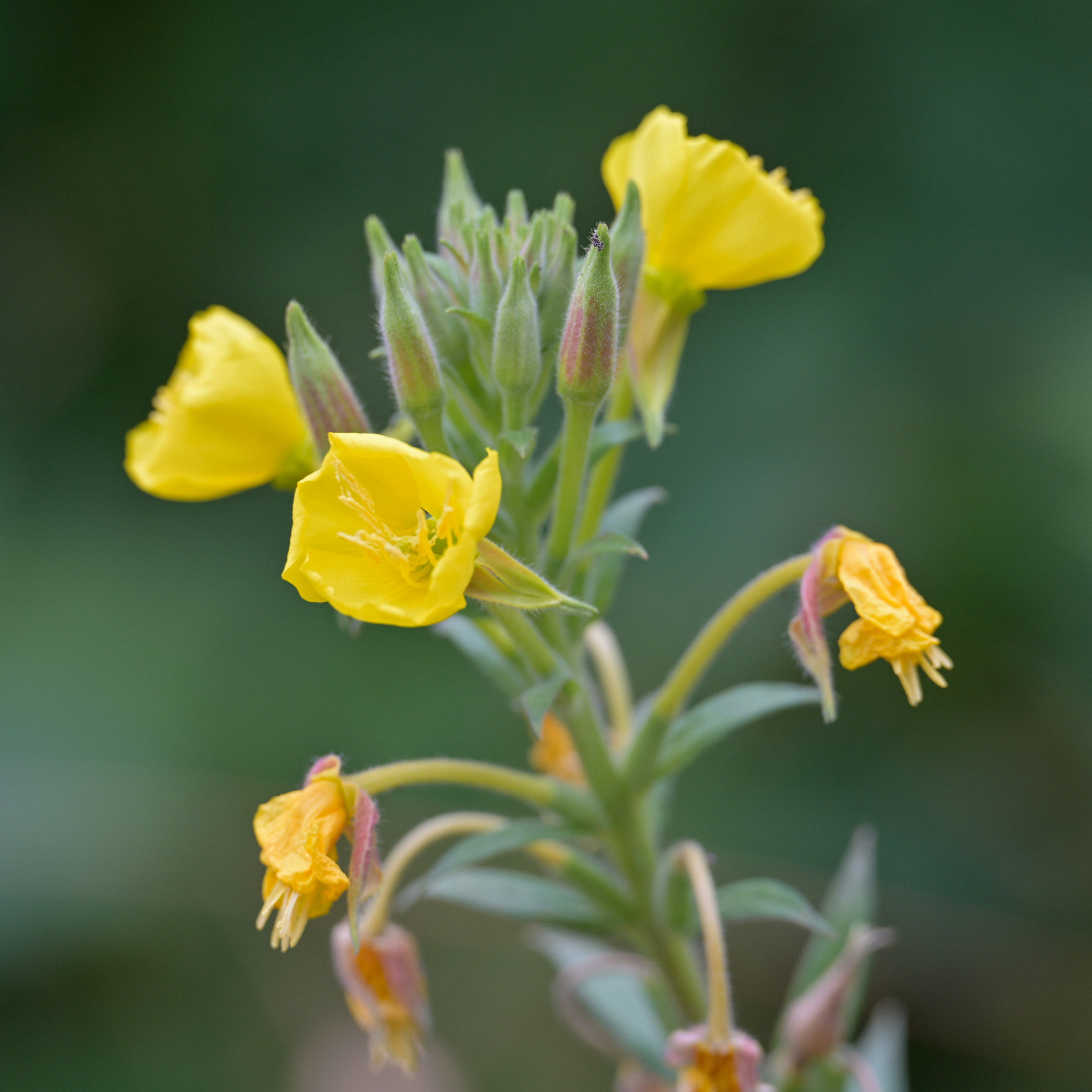 Mullein plant