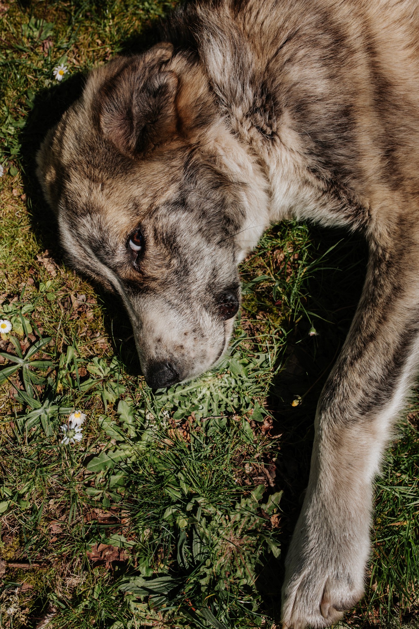 A parada das bestas | Sesion fotografía