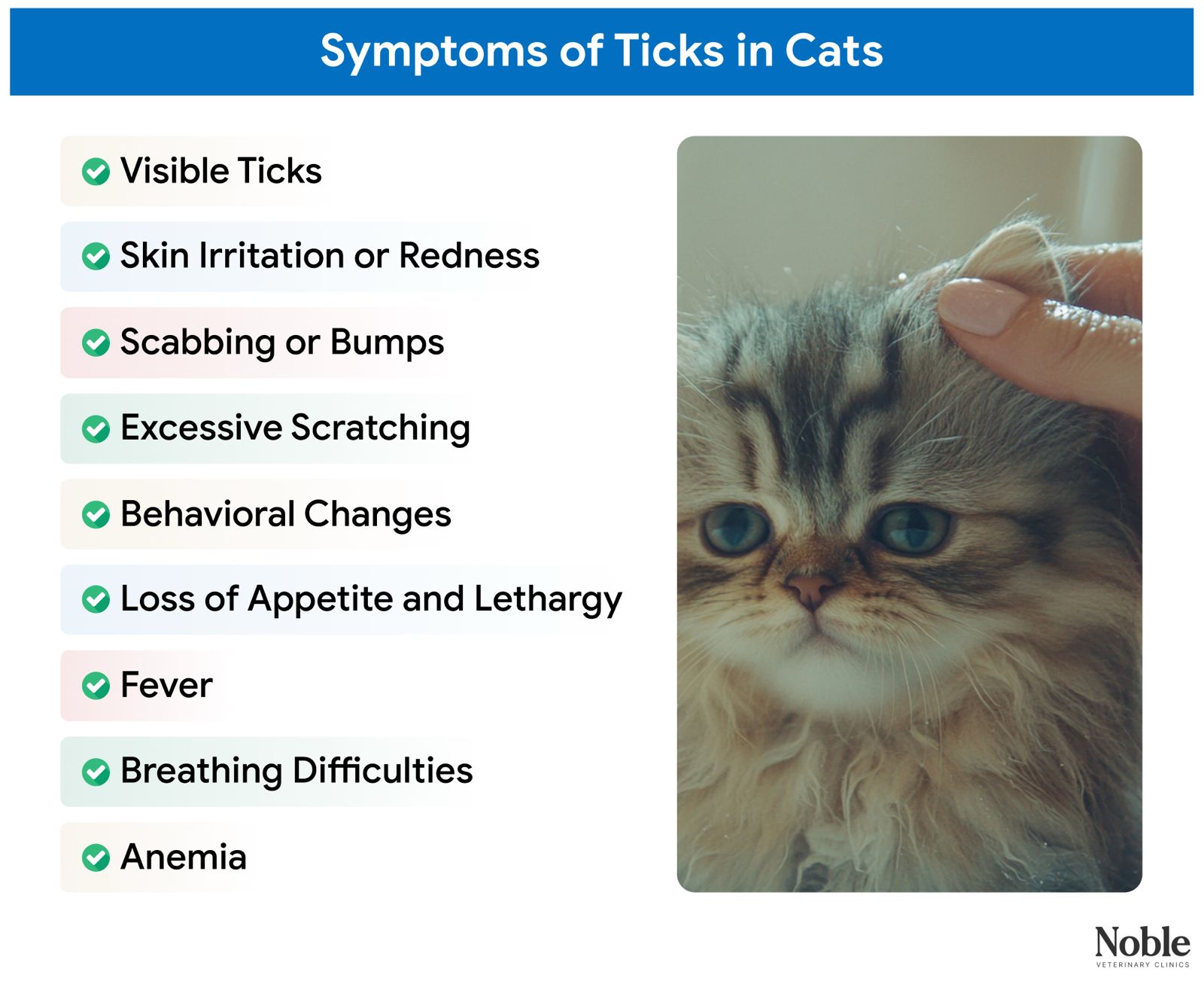 An infographic showing the signs of ticks in cats.