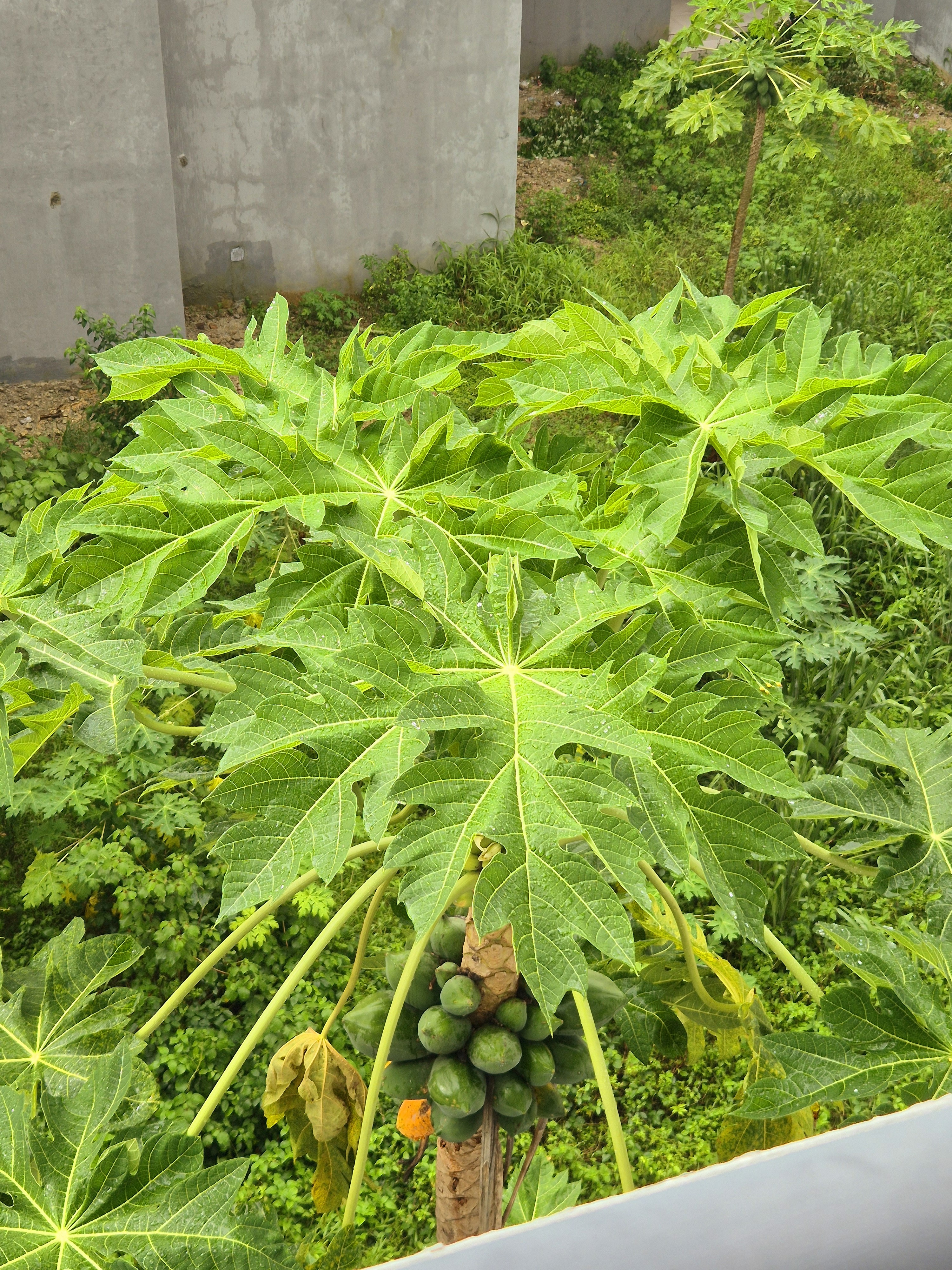 Photo of a pawpaw tree