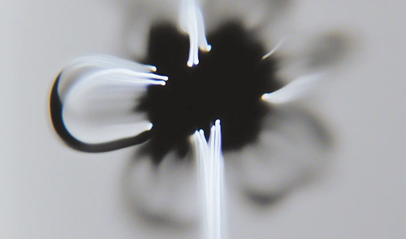 a flower with black center and white and black mixed branches
