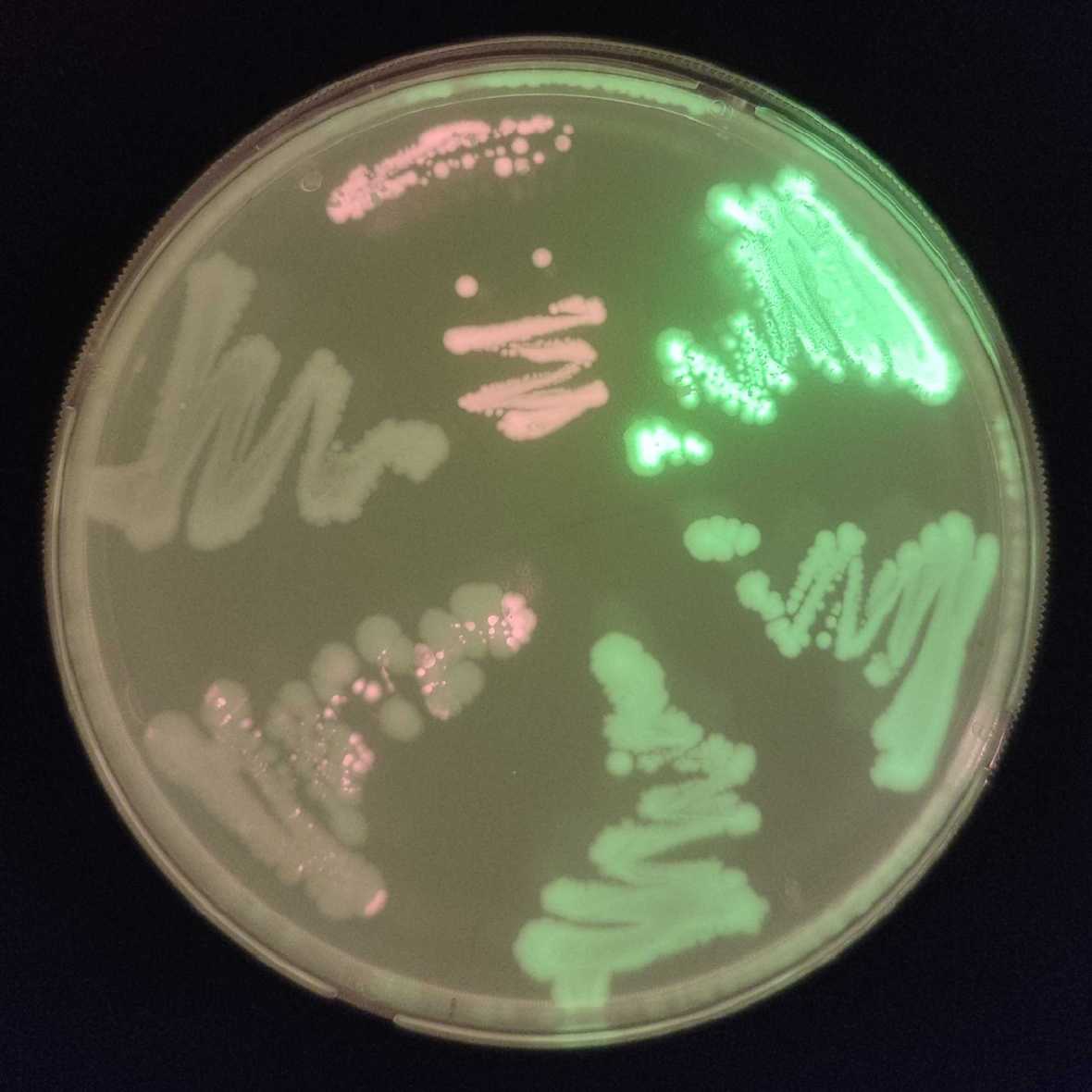 Image of Glow-in-the-dark bacteria