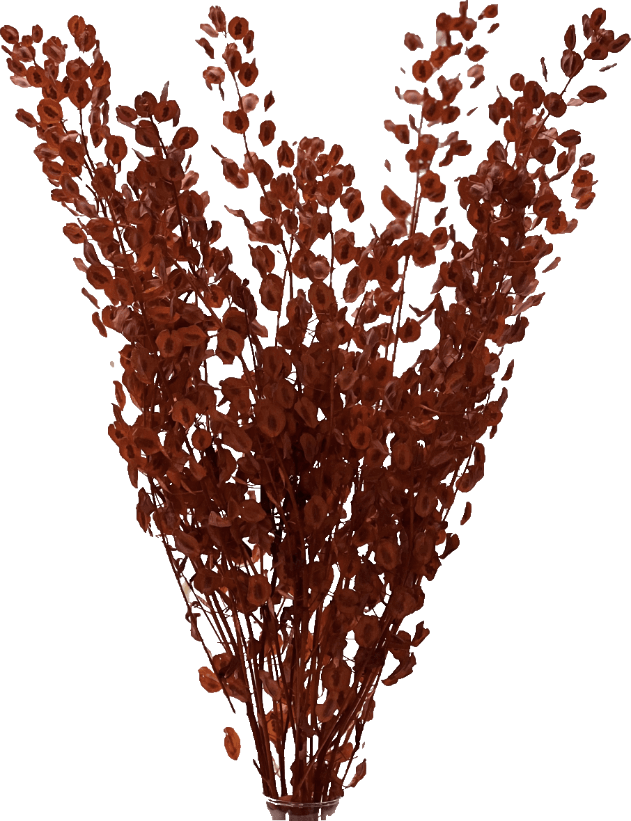 Preserved pennycress. Explore available colors.