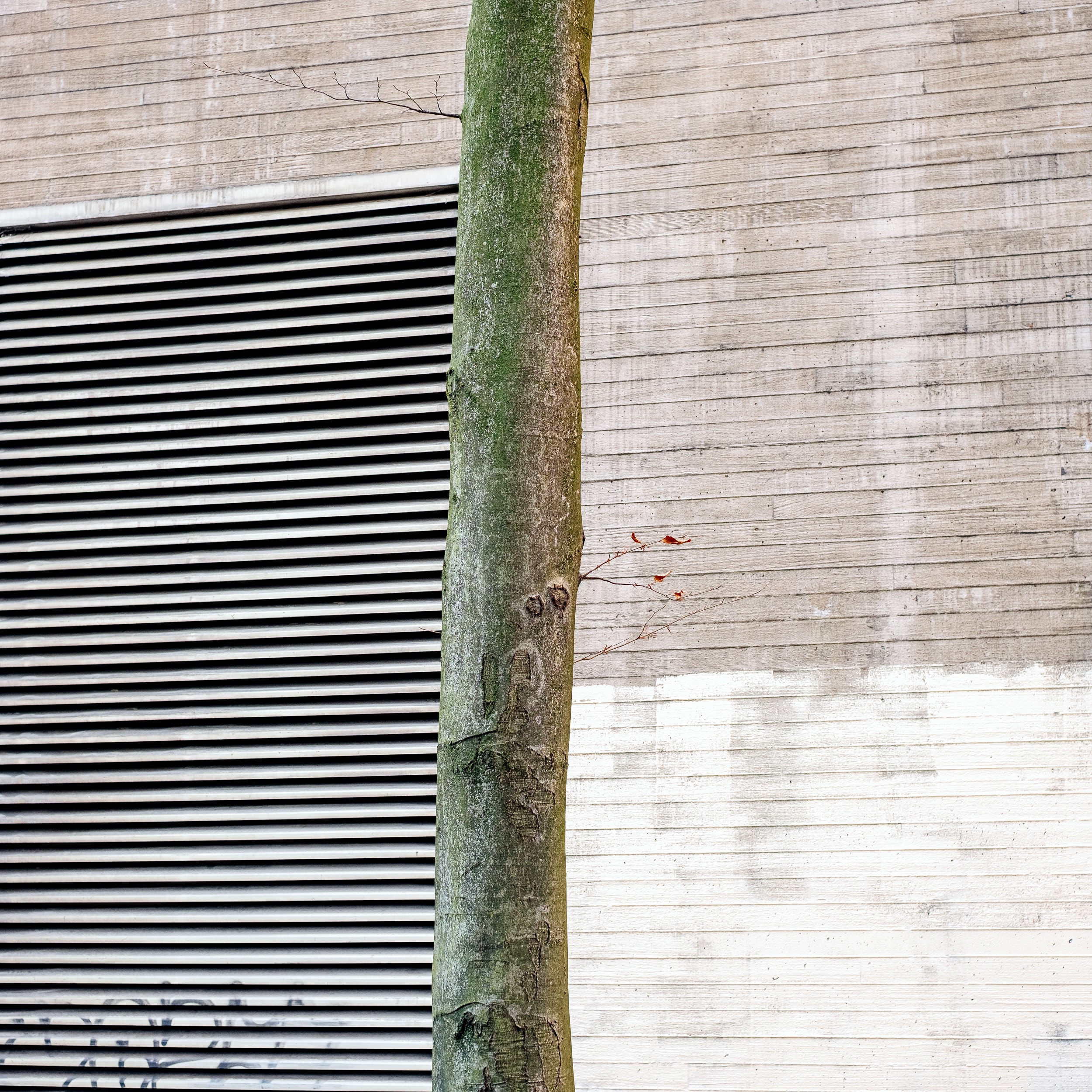 A vertical brown tree trunk against a textured wall with grey and light tones. Natural and architectural elements combined.