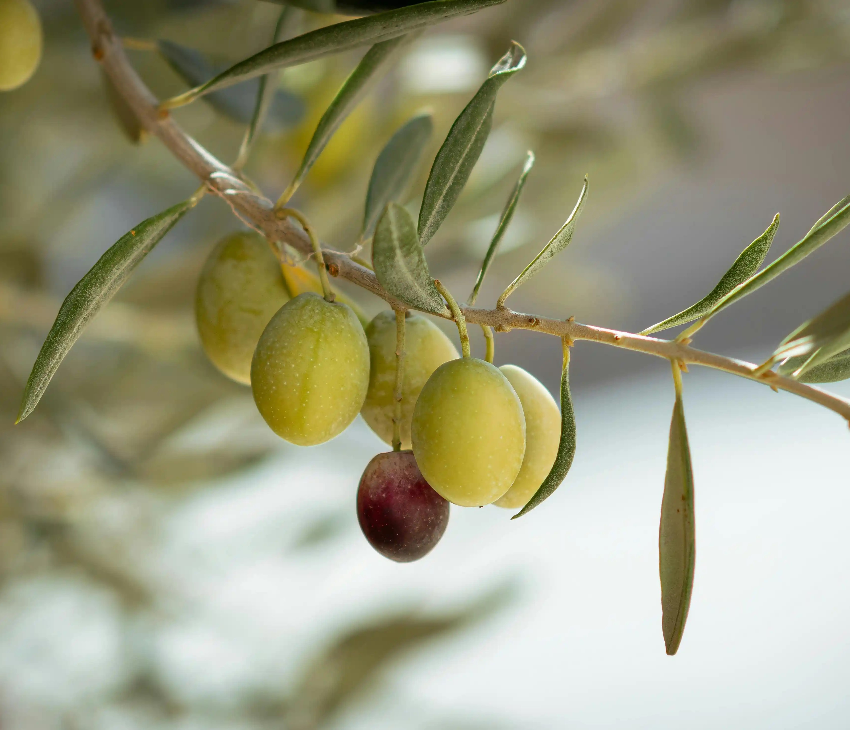 Abundant harvest of fresh Koroneiki olives destined for Fountas extra virgin olive oil mill in Filiatra, Messenia.