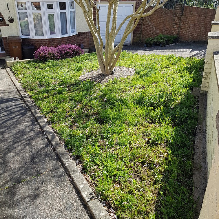A grassy area beside a pathway, featuring a tree and a few flowering plants in the background.