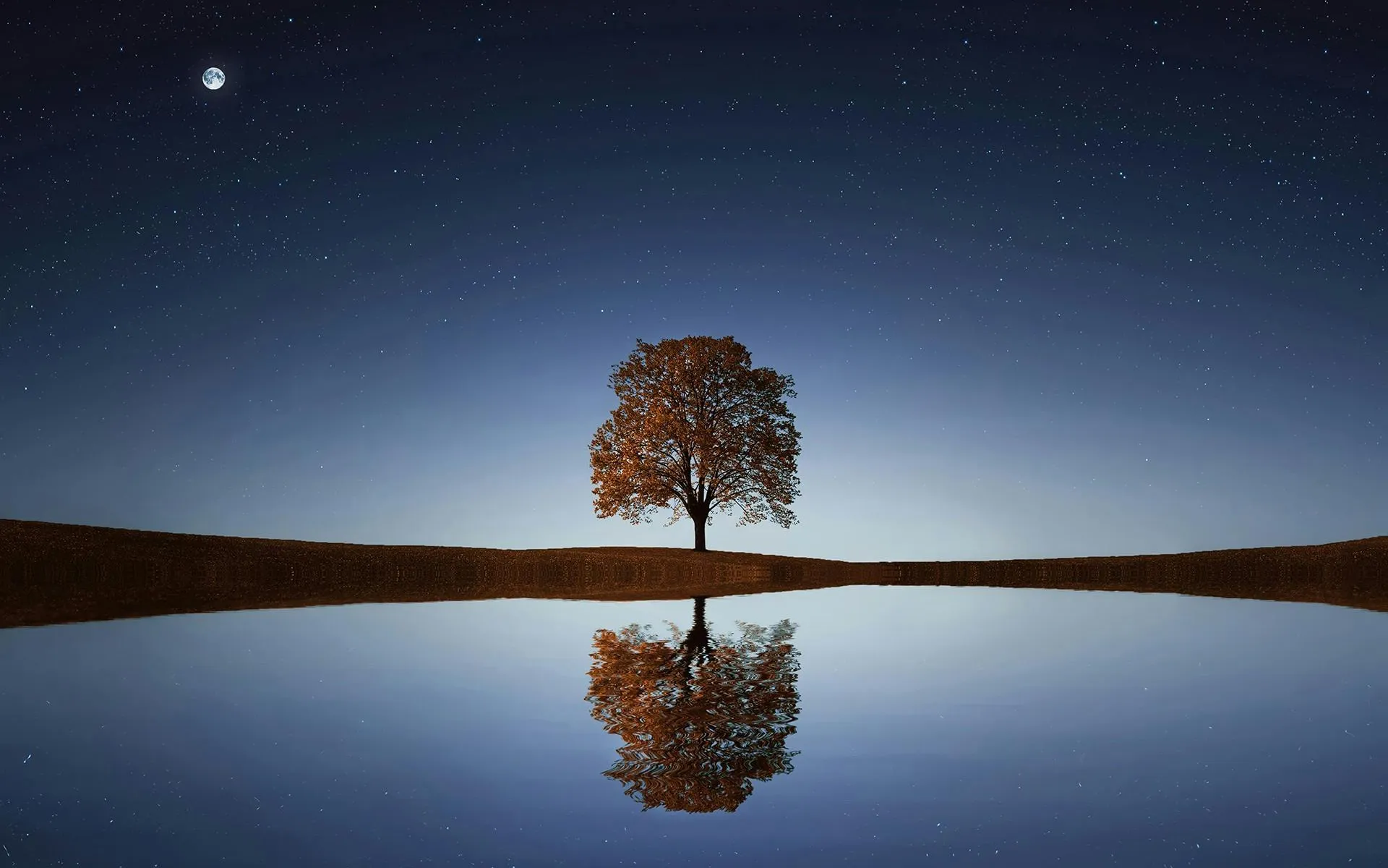 Lone autumn tree under a starry night sky.