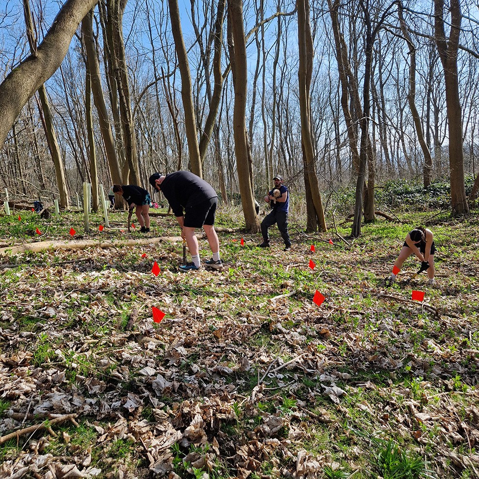 People working in a wooded area, planting or digging, surrounded by trees and leaf litter. Clear blue sky above.