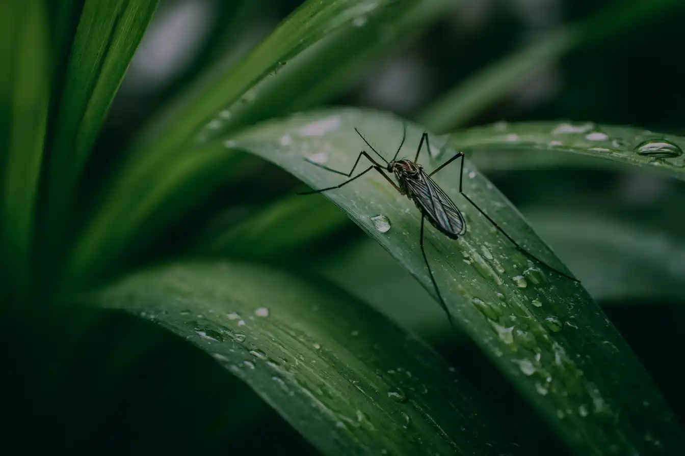 A mosquito rests on a dewy, green leaf surrounded by lush foliage. The close-up shot highlights the insect's delicate wings and long legs.